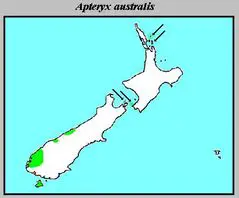 Apteryx Australis Distribution
