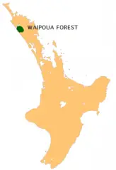 Nz Waipoua F